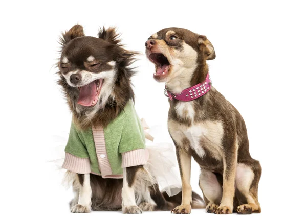 Chihuahua shouting at the ear of a dressed Chihuahua — Stock Photo, Image