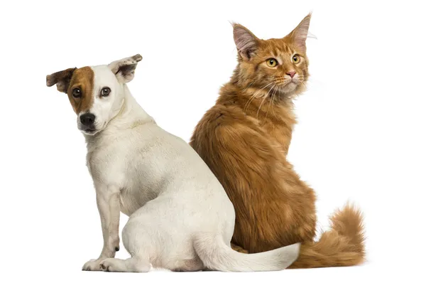 Vista posteriore di un gattino del Maine Coon e di un Jack Russell seduto e — Foto Stock