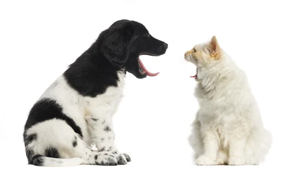 Maine Coon and Stabyhoun yawning at each other — Stock Photo, Image