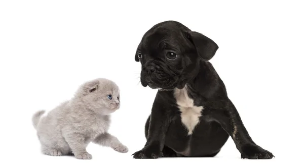 Kitten meets a French bulldog puppy sitting — Stock Photo, Image