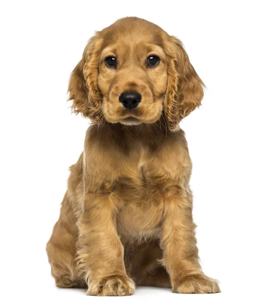 Cocker chiot assis, regardant la caméra, isolé sur blanc — Photo