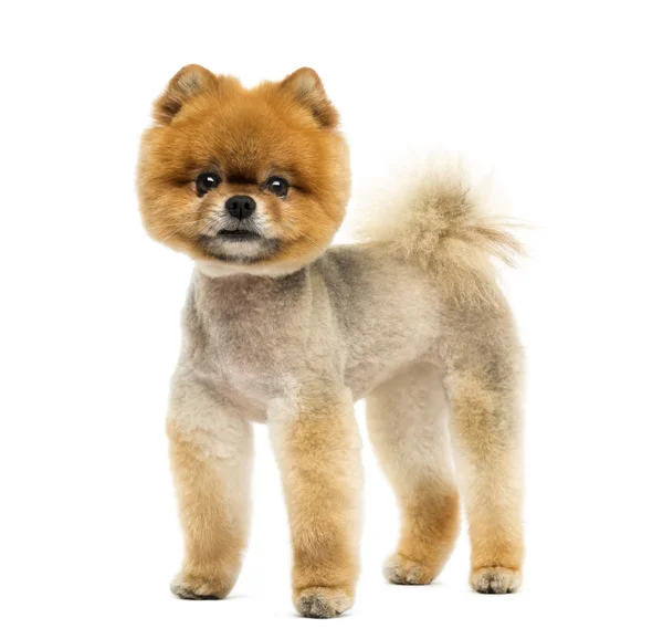 Pomeranian cão preparado de pé e olhando para a câmera — Fotografia de Stock