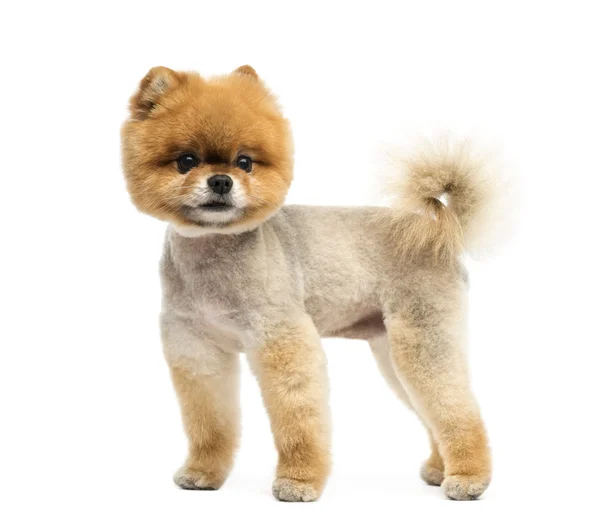 Cão groomed Pomeranian de pé e olhando para longe — Fotografia de Stock