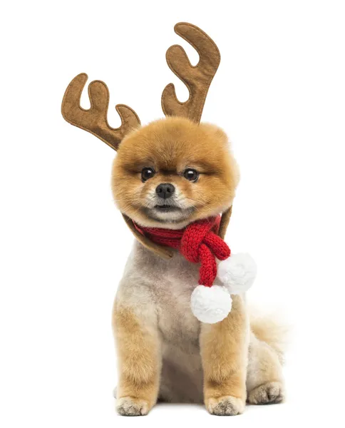 Geprepareerde Pommeren hond zit en rendieren geweien hoofd dragen — Stockfoto