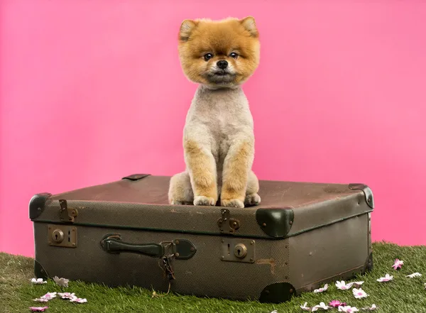 Grommed Pomeranian cão sentado em uma mala velha — Fotografia de Stock