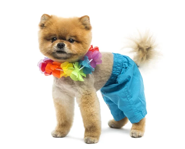 Groomed Pomeranian dog wearing shorts and a Hawaiian lei — Stock Photo, Image