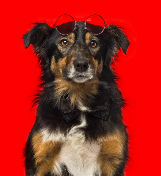 Κοντινό πλάνο του μια σύνορα ποιμενικού σκύλου με κόκκινο στρογγυλά γυαλιά ηλίου — Φωτογραφία Αρχείου