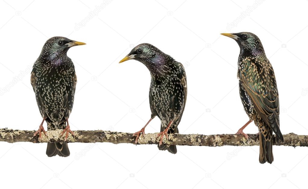 Three Common Starlings, Sturnus vulgaris, perched on a branch