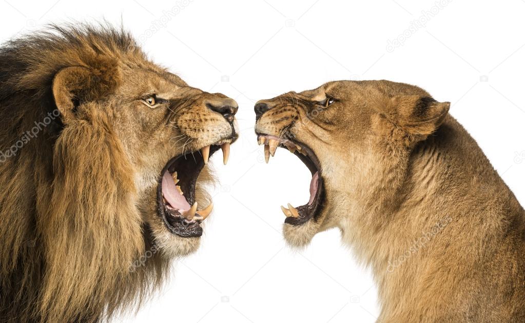 Close-up of a Lion and Lioness roaring at each other