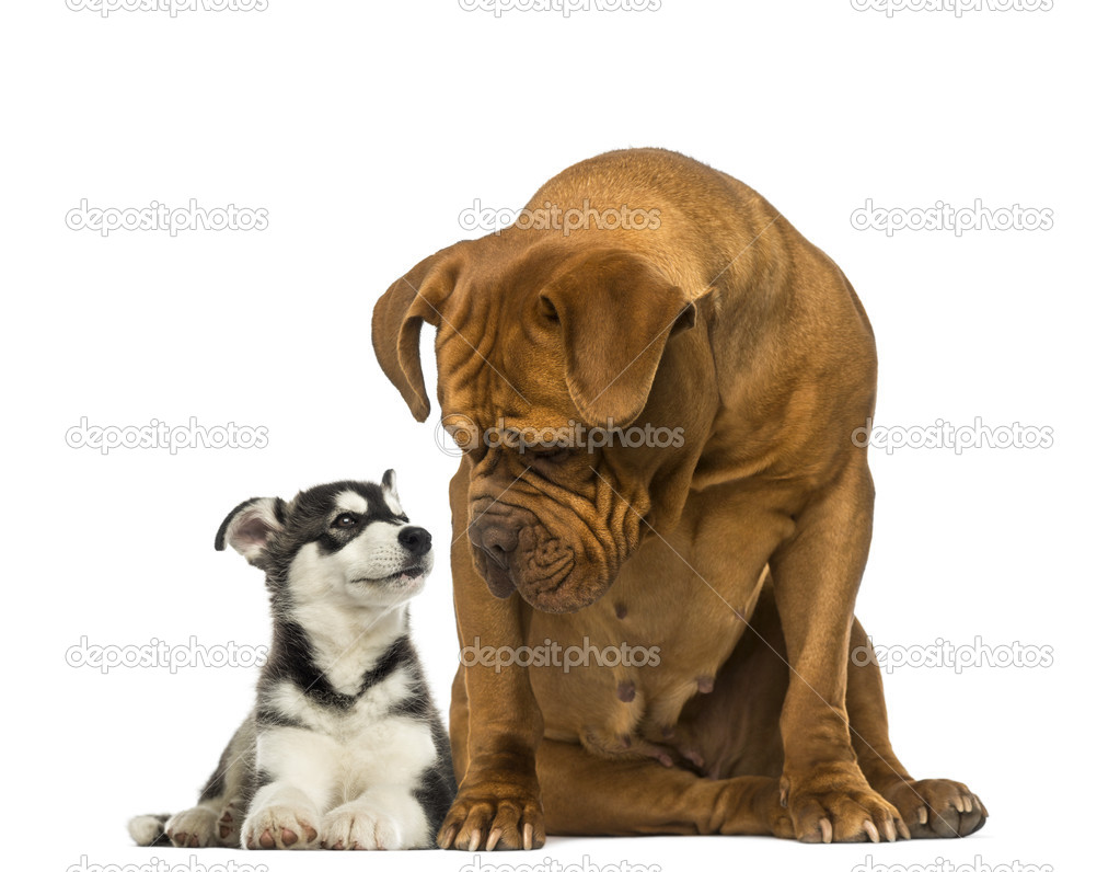 Dogue de Bordeaux sitting and looking at a husky malamute lying