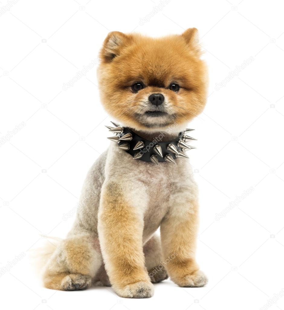 Groomed Pomeranian dog sitting wearing a spiked collar
