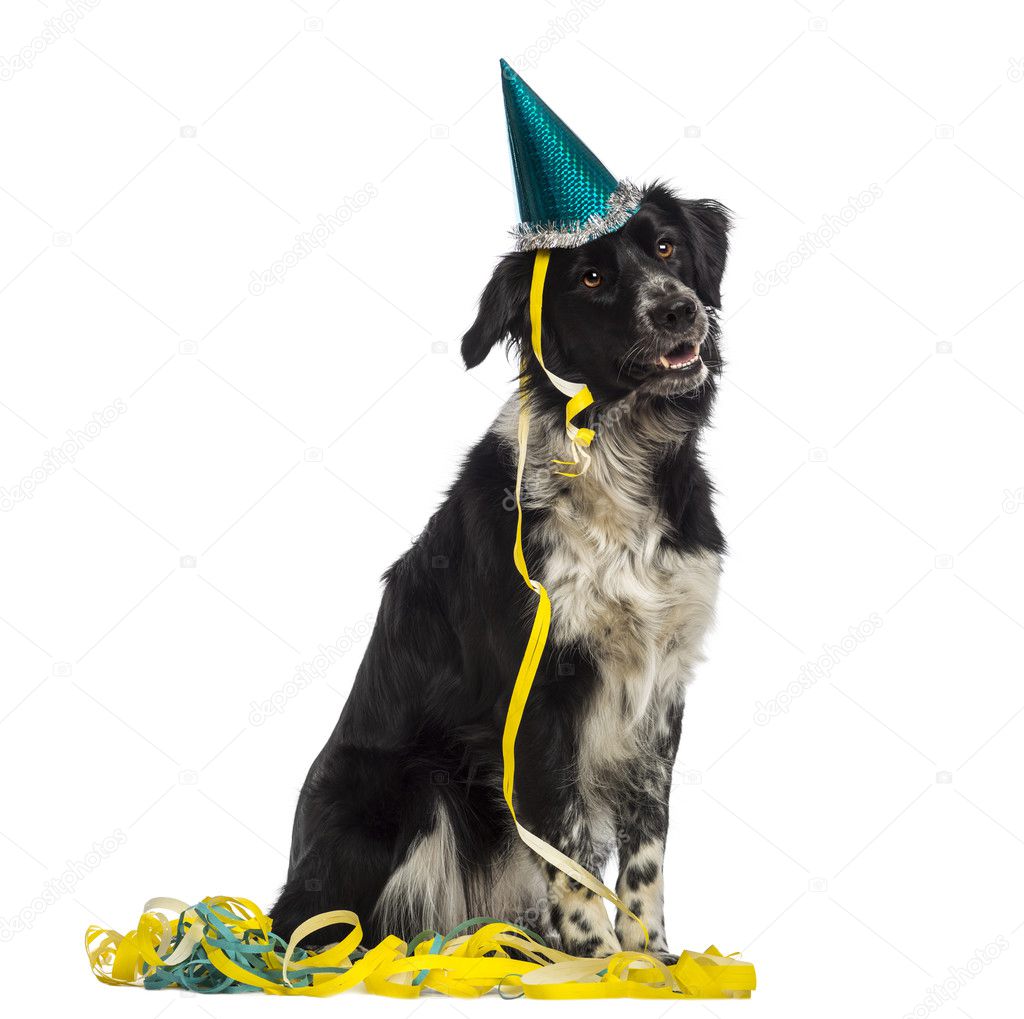 Border Collie wearing a party hat and sitting in serpentines