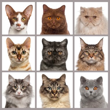 Kameraya bakarak dokuz kedi kafaları