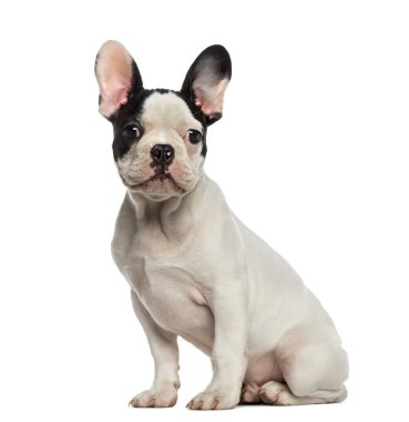 Fransız Bulldog köpeği oturuyor ve bakıyor.