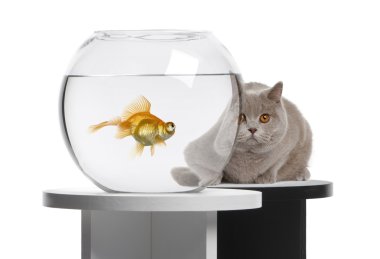 kedi balığı bir balık kase bakarak