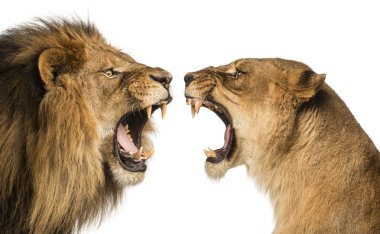 yakın çekim, bir aslan ve birbirlerine kükreyen aslan
