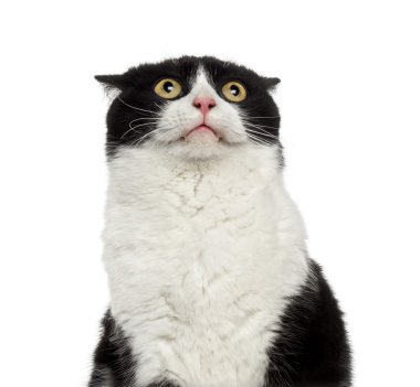 utangaç bir karışık-breed kedi seyir Close-Up