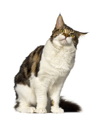 oturma ve ararken maine coon