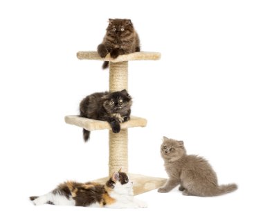 yavru bir kedi ağaç üzerinde oynama