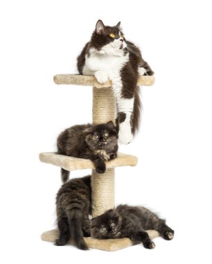 Anne kedi kedi ağaç onu yavru kedi ile dinlenme,