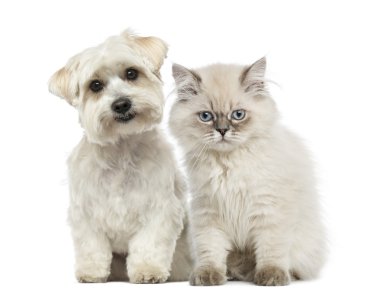 yavru kedi ve köpek birlikte oturan ve kameraya bakıyor