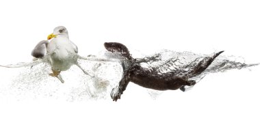 Avrupa otter bir Avrupa ringa martı gooing uzakta Yüzme