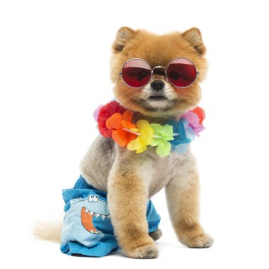 pomeranian köpek oturma, giydiği şort, hawaiian lei, kısa, kırmızı