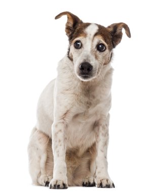 yaşlı jack russell terrier oturma ve uzağa arıyorsunuz