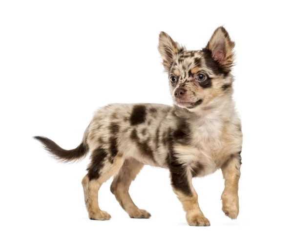 Chihuahua kölyök elérhető Keresek — Stock Fotó