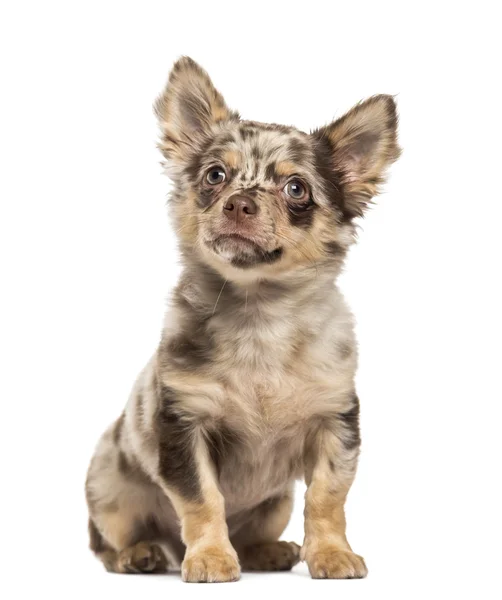 Chihuahua pup vergadering en opzoeken — Stockfoto