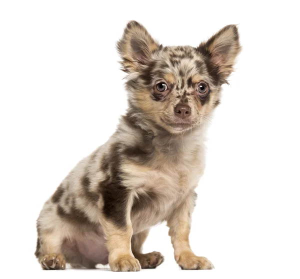 Chihuahua puppy sitting and looking at the camera — Stock Photo, Image