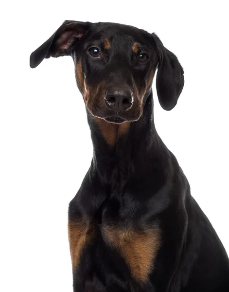 Kameraya bakarak bir doberman pinscher köpek yavrusu Close-Up — Stok fotoğraf