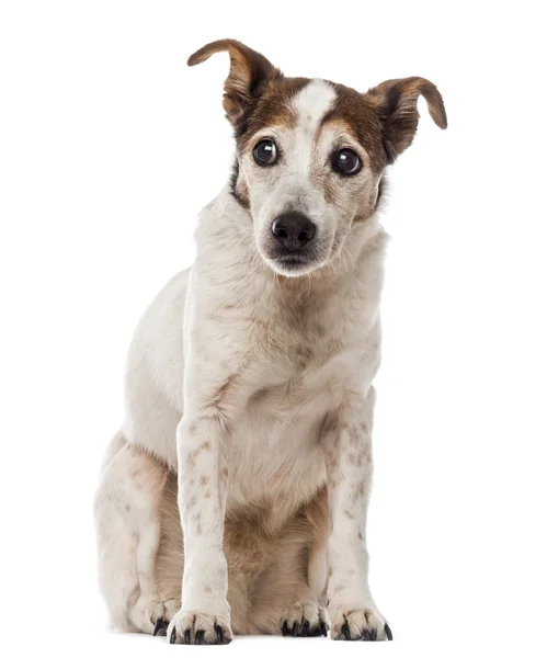 Vecchio Jack Russell Terrier seduto e guardando altrove — Foto Stock