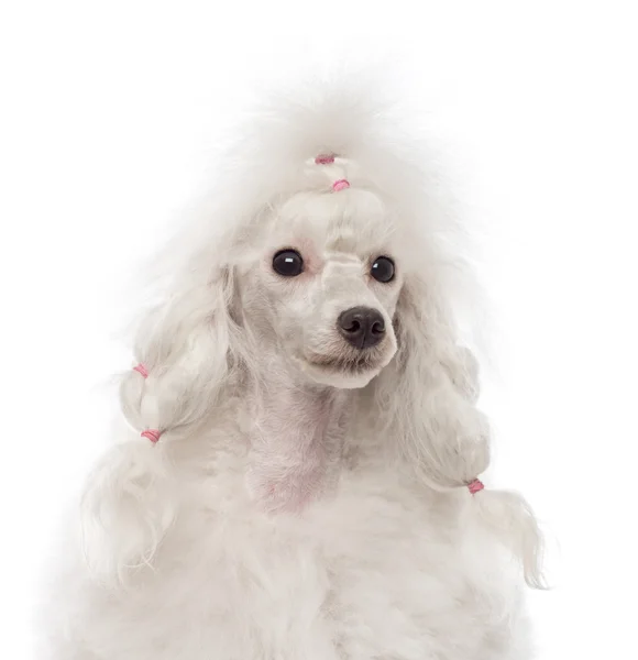Close-up of a Poodle looking away — Stock Photo, Image