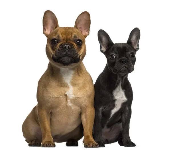 Dos Bulldogs franceses sentados y mirando a la cámara —  Fotos de Stock