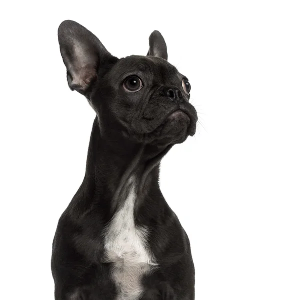 Close-up of a French Bulldog looking away — Stock Photo, Image