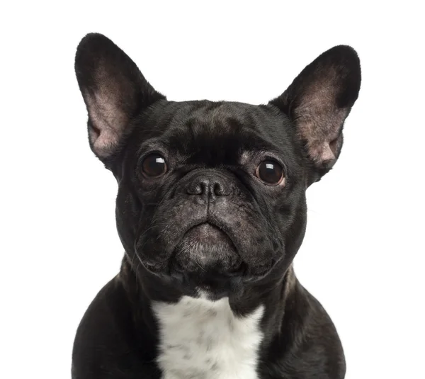 Primer plano de un Bulldog francés mirando —  Fotos de Stock