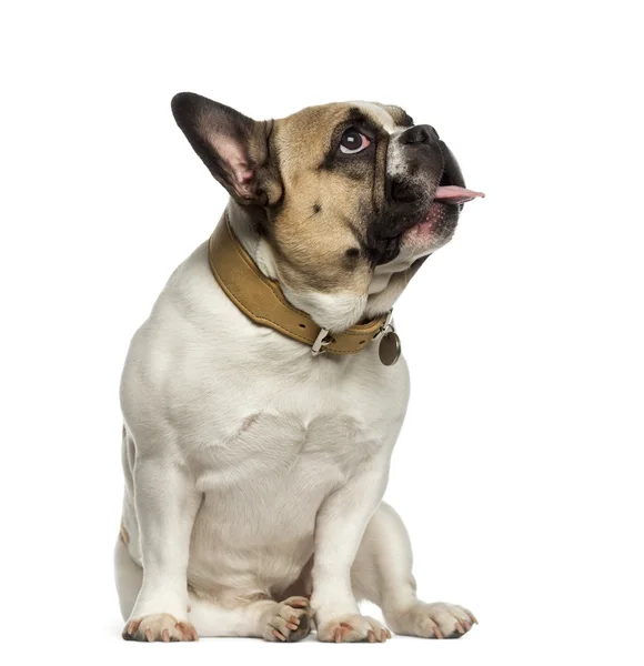 Bulldog francés sentado y mirando hacia arriba — Foto de Stock