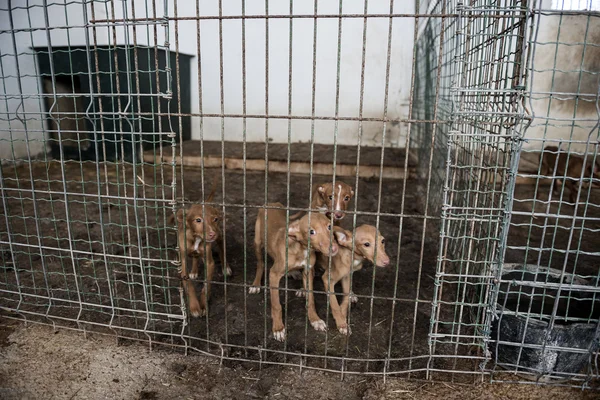 Abandoned dogs in a cage