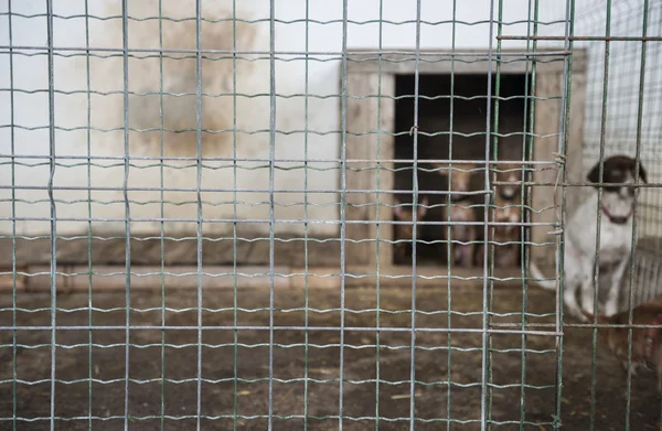 Abandoned dogs in a cage — Stock Photo, Image