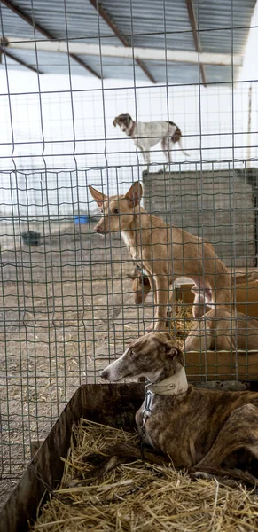 Abandoned dogs in a cage — Stock Photo, Image