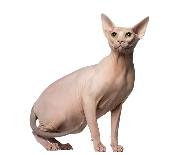 Sphynx bakmak — Stok fotoğraf