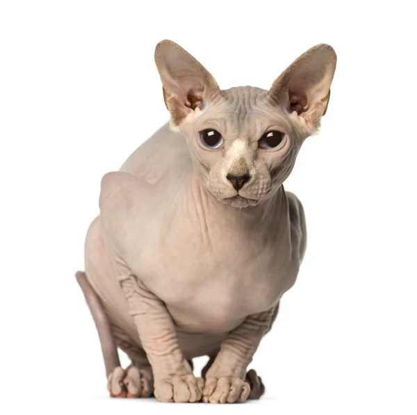 毛坐着看Sphynx sitter och tittar bort — Φωτογραφία Αρχείου