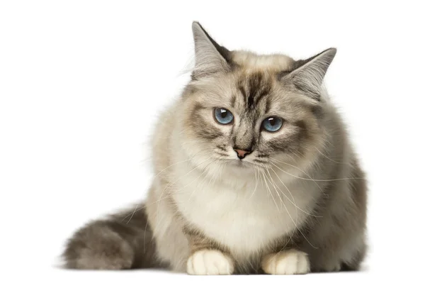 Birman liegt und schaut weg — Stockfoto