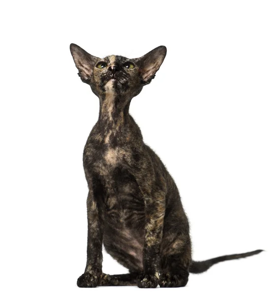 Γατάκι peterbald κάθεται και κοιτώντας ψηλά — Φωτογραφία Αρχείου