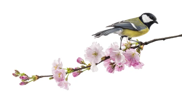 Great tit perched on a flowering branch, Parus major, isolated o — Stock Photo, Image