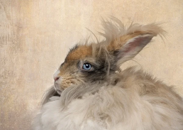 Gros plan sur le lapin Angora anglais — Photo