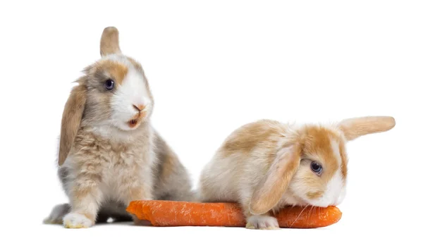 Rabbits eating a carrot — Stock Photo, Image