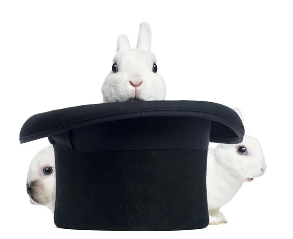 Três coelhos mini rex que aparecem de um chapéu superior , — Fotografia de Stock