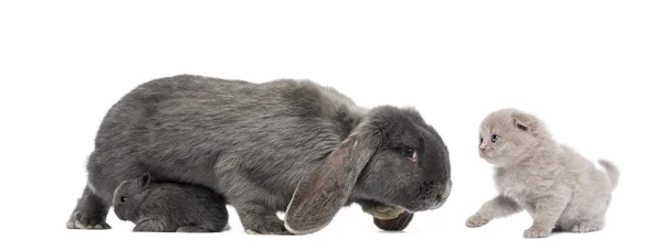 Chaton rencontre mère lapin avec son bébé — Photo